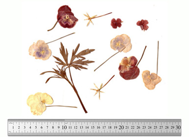 webcam application for create ID Image